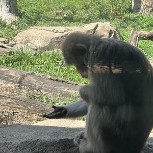 Japanese Macaque
