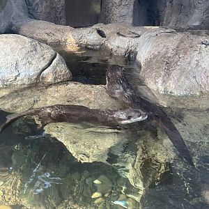Asian small clawed otters
