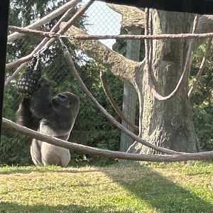 Western lowland gorilla