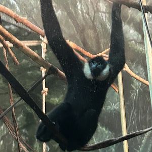 Northern white cheeked gibbon