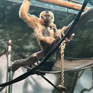 Northern white cheeked gibbons