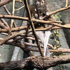 Bolivian gray titi monkey