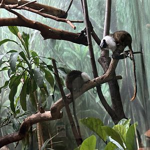 Pied tamarins