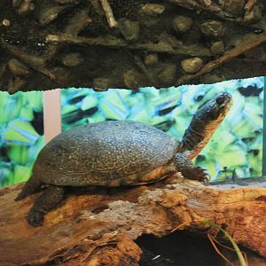 Blanding´s turtle