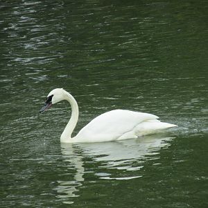 Trumpheter swan