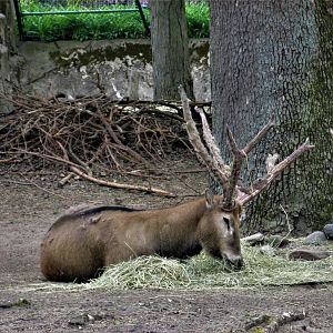 Pere david ¨s deer