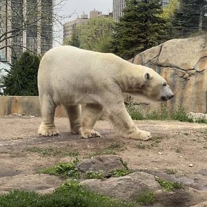 polar bear