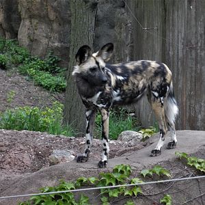 African wild dog