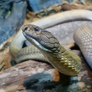 Sunda king cobra (Ophiophagus bungarus)
