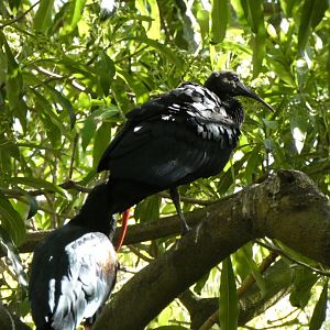 San Diego Zoo Ibis