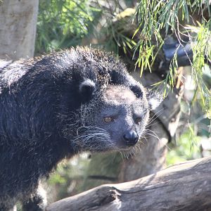 Binturong n.5