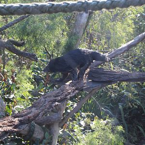 Binturong n.2