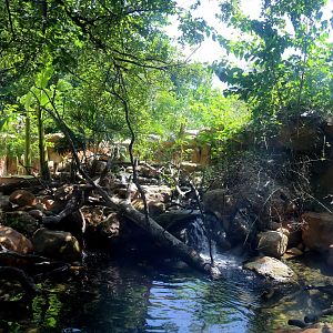 Asian Small-clawed Otter Exhibit