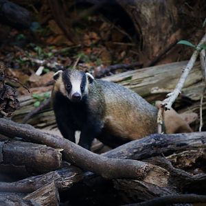 Asian Badger (Meles leucurus)