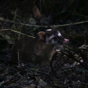 Chinese Ferret-badger (Melogale moschata)