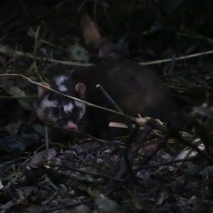 Chinese Ferret-badger (Melogale moschata)