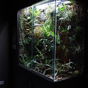 Exotenhaus: Terrarium for Rio Pescado stubfoot toads