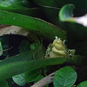 Rio Pescado stubfoot toad (Atelopus balios)