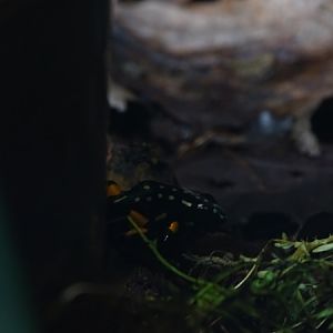 Brazil-nut poison frog (Adelphobates castaneoticus)