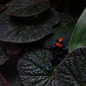 Blessed poison frog (Ranitomeya benedicta)