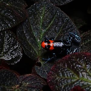 Blessed poison frog (Ranitomeya benedicta)