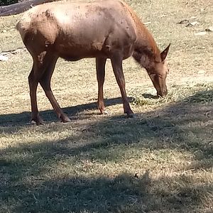 Elk