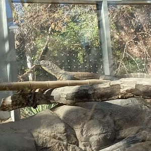 Komodo Dragon