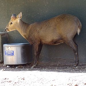 Calamian hog deer (Axis calamianensis)