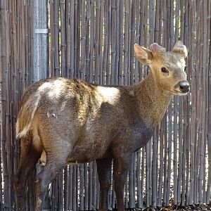 Calamian hog deer (Axis calamianensis)
