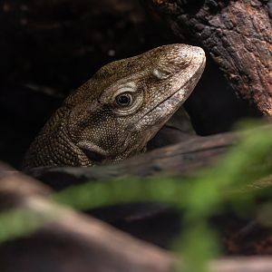 Bengal monitor (Varanus bengalensis)