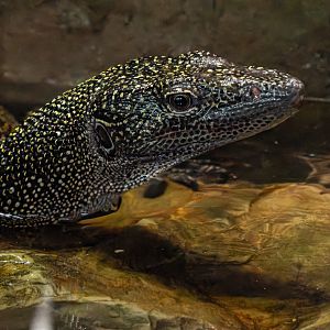 Turquoise monitor (Varanus caerulivirens)