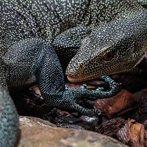 Rainer Günther’s monitor (Varanus rainerguentheri)