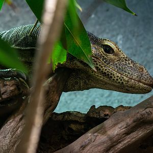 Tri-colored monitor (Varanus yuwonoi)