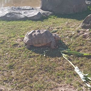 African Spurred Tortoise