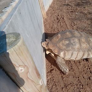 African Spurred Tortoise