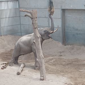 Asian Elephant