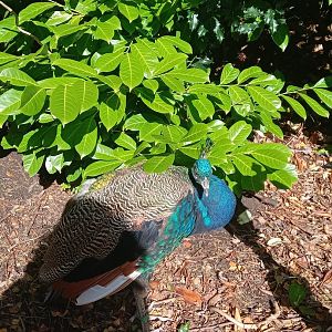 Indian Peafowl