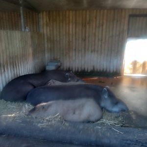Lowland Tapir & Capybara
