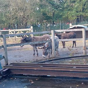 Miniature Donkey