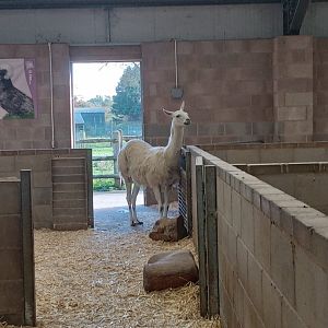 LLama
