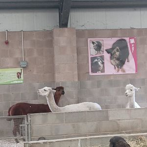 Alpaca