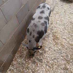 Kunekune Pig