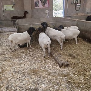 Somali Sheep