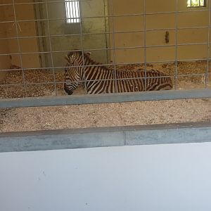 Hartmann's Mountain Zebra