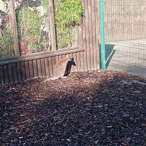 Red-Necked Wallaby