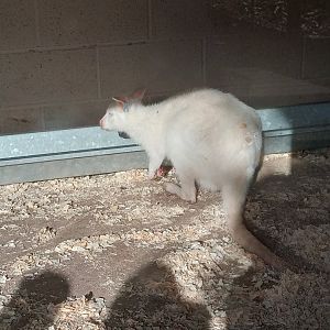 Red-Necked Wallaby