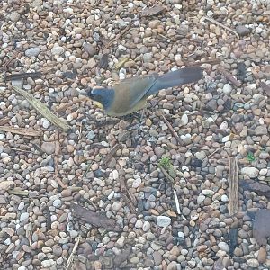 Blue-Crowned Laughing Thrush