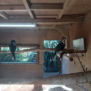 Black-Casqued Hornbill