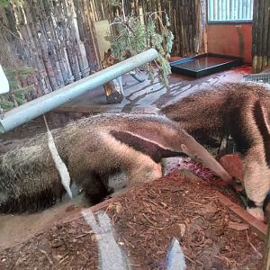 Giant Anteater
