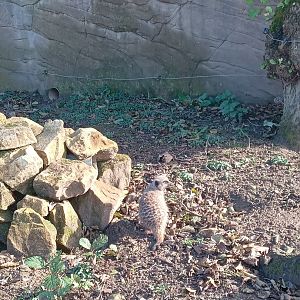 Meerkat